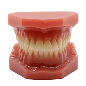 Enseñanza de dentistas demostración modelo de dientes de cuidado dental de plástico para suministro educativo - Product Image 3
