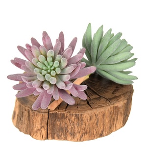 <span class=keywords><strong>Flor</strong></span> de plástico de planta <span class=keywords><strong>suculenta</strong></span> <span class=keywords><strong>Echeveria</strong></span> flocada personalizable para decoración de ventanas - Product Image 1