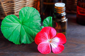 Aceite Esencial de Geranio para el Cuidado del Cabello, la Piel y el Cuerpo, Apto para Terapia de Masajes, Terapia de Spa, Relajación y Nutrición Capilar - Product Image 5