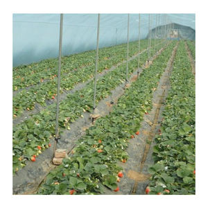 Tunnel de serre à couverture unique en plastique, 10 m/<span class=keywords><strong>2021</strong></span> m, pour éclairage industriel - Product Image 5