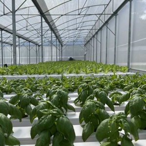 Système de culture hydroponique agricole pour légumes-feuilles, chou frisé, <span class=keywords><strong>basilic</strong></span> - Product Image 6