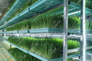 Tipo de contenedor de envío, luz de cultivo LED, granja hidropónica de brotes de maíz de cebada <span class=keywords><strong>para</strong></span> alimentación de aves de corral - Product Image 4
