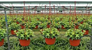 Jardinières suspendues rondes pour plantes d'intérieur Pots de fleurs en plastique Jardinière suspendue pour <span class=keywords><strong>balcon</strong></span> Style campagnard pour jardin - Product Image 3