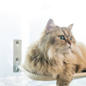 Hot Seller Cat Hängematte Klappbare Hängematte Hängende Nest Katzen bett Balkon Fenster Glas Cat Hängematte mit starkem Saugnapf - Product Image 4
