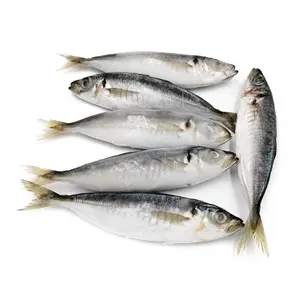 Affordable BQF Fresh Frozen IQF Block Whole Round Scad 7-9cm Small Eye 90% NW Round Scad Mackerel Fish