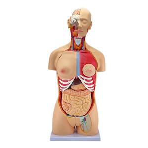 Modèle anatomique de torse bisexuel de 85 cm ; modèle de torse masculin et féminin avec 32 organes internes détachables. - Product Image 1