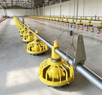 Système d'alimentation automatique pour poulets, ligne complète de mangeoires à plateau pour volailles, équipement d'élevage de poulets de chair pour ferme avicole