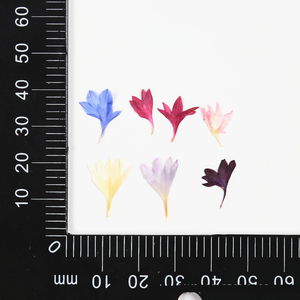 Naturale vero essiccato <span class=keywords><strong>fiordaliso</strong></span> pressato <span class=keywords><strong>fiori</strong></span> <span class=keywords><strong>fiori</strong></span> <span class=keywords><strong>fiori</strong></span> <span class=keywords><strong>fiori</strong></span> secchi Centaurea Cyanus per <span class=keywords><strong>fiori</strong></span> epossidici - Product Image 2