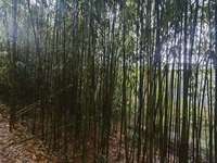 Valla de Bambú Ecológica para Decoración de Jardín