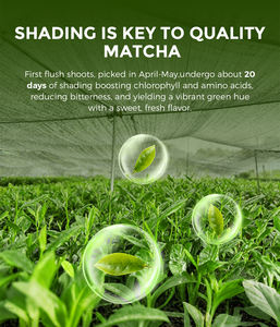 Hohe Bewertungsrate OEM EU Bio-Matcha-Pulver Zeremonielles Matcha-Pulver - Product Image 4