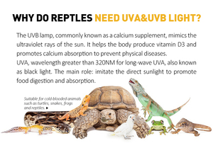 2025 Chất lượng cao R80 80 Wát <span class=keywords><strong>UV</strong></span> nhiệt thủy ngân hơi đèn thủy tinh tráng đèn cho loài bò sát & rùa Sản phẩm vật nuôi - Product Image 4