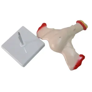 Modèle d'enseignement de l'anatomie utérine féminine, modèle anatomique de l'utérus - Product Image 3