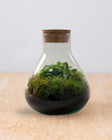 Kit de démarrage de terrarium en verre pour plantes, pour jardin ou pour bureau, décoration murale, bricolage, design moderne