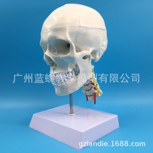 Modèle de crâne blanc pur avec colonne cervicale ; crâne humain adulte naturel ; crâne adulte, vertèbres cervicales, artère et cuir chevelu - Product Image 1