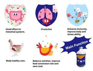 Vitboo Nieuwe Probiotica Orale Vloeistof Voor Kip Pluimvee Orale Oplossing Voor Vleeskuikenlaag Eendengans En Kwartel Kip Vitaminen Oraal - Product Image 3