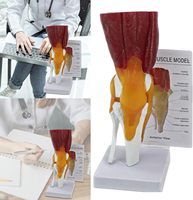 Modelo de Simulación de Ciencia Médica de la Articulación de la Rodilla Humana con Músculos, Ligamentos y Tendones como Recursos de Enseñanza Yulin CE/ISO