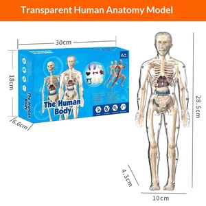 Modèle d'anatomie humaine Maxcare MAC-CH01, <span class=keywords><strong>squelette</strong></span>, structure des organes, assemblage, aide pédagogique médicale, éducation des enfants - Product Image 2