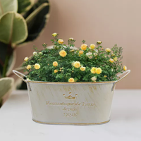 Pot de fleurs ovale en métal galvanisé avec poignée, design écologique, durable et léger, trou de drainage pour jardin intérieur/extérieur