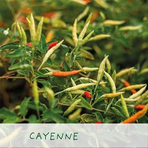 <span class=keywords><strong>Kit</strong></span> d'étain de plantes de jardin de <span class=keywords><strong>graines</strong></span> de légumes de piment rouge <span class=keywords><strong>bio</strong></span> écologique léger jardinière d'extérieur fleurs artificielles parfaites - Product Image 6
