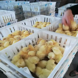 80-100 cajas de pollitos de un día para pájaros, 4 particiones, caja de transporte de pollitos de plástico, caja de plástico para bebés para pollitos - Product Image 6