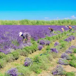 E-012 kapalı ev düğün dekorasyon kurutulmuş çiçekler cam şişeler kurutulmuş lavanta çiçeği ev dekor için