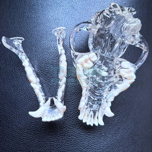 Şeffaf köpek diş hayvanlar Oral diş çene modeli reçine kafatası diş anatomik veteriner eğitim anatomi mankeni - Product Image 4