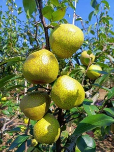 <span class=keywords><strong>Pera</strong></span> fresca Shandong, <span class=keywords><strong>pera</strong></span> fresca Ya, <span class=keywords><strong>fruta</strong></span> china de grado, <span class=keywords><strong>pera</strong></span> amarilla dulce y crujiente jugosa, madurez 100% - Product Image 5
