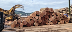 แผ่นไม้อัดไม้อัดไม้อัดไม้ผสมสำหรับรับประทานอาหาร1220X2440mm 4X8ทนทาน E0การก่อสร้างในบ้านผู้จัดจำหน่ายในประเทศอินโดนีเซีย - Product Image 4