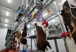 WFA complet 25-50 petit équipement d'abattoir, Machine de ligne de traitement d'abattage de boeuf de vache pour équipement de <span class=keywords><strong>boucherie</strong></span> - Product Image 2
