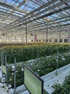 Goedkope glazen kas voor de landbouw met hydroponisch kweeksysteem voor de teelt van aardbeien/tomaten/sla/komkommers - Product Image 3