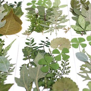 Planta herbílio para moldura de folhas prensadas, com pinças para scrapbooking, acessórios de velas diy, artesanato de joias - Product Image 5