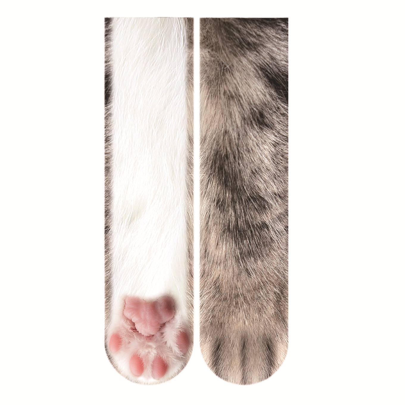 Chat gris blanc