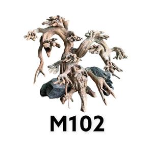 ไม้แคระบอนไซเพื่อตกแต่งพิพิธภัณฑ์สัตว์น้ำจากป่าธรรมชาติของเวียดนาม M102.1 - Product Image 1