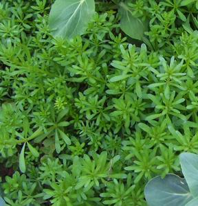 1KG de hierbas verdes secas <span class=keywords><strong>Galium</strong></span> Spurium plantas enteras Stickwilly cuchillas falsas a la venta - Product Image 4