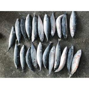 Maquereau du Pacifique surgelé IQF naturel pur 300-500g <span class=keywords><strong>Prix</strong></span> <span class=keywords><strong>de</strong></span> gros <span class=keywords><strong>des</strong></span> fruits <span class=keywords><strong>de</strong></span> <span class=keywords><strong>mer</strong></span> surgelés - Product Image 6