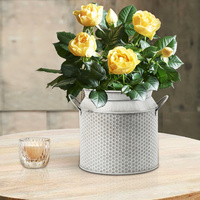 Ligne d'estampage sculptée en métal Pot de plantes Seau à fleurs en métal Pot de fleurs Succulent Bonsai Maceta Container Packing/giftpacking