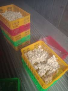 Plátanos Congelados Orgánicos de Alta Calidad de Vietnam, el Mejor Proveedor, Proceso LQF, Envasado al Vacío - Product Image 6