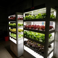 Machine à légumes intelligente et écologique ELITE M2 220W, 152 plantes, irrigation par flux et reflux NFT, acier au carbone, pour la maison et l'intérieur