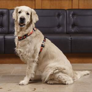 Arnés personalizado para perro Golden Retriever de Bulldog Francés para mascotas tipo H/Y sin tirones - Product Image 5