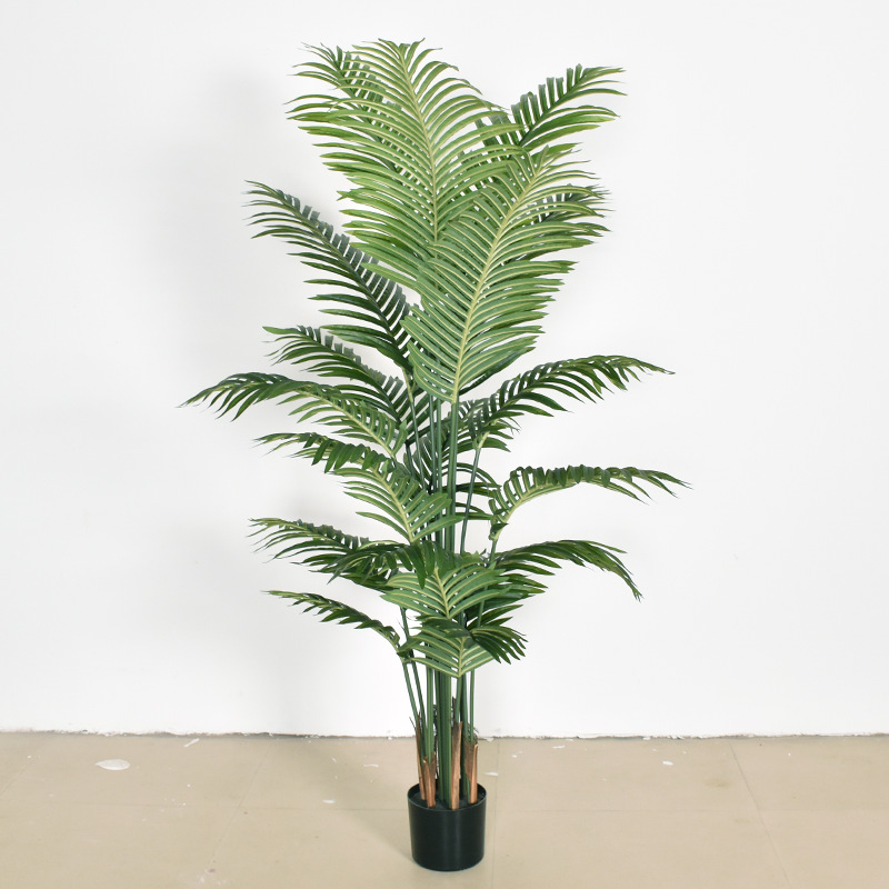 ปาล์มหมากหนาแน่น 18 เมตร - 18 ใบ