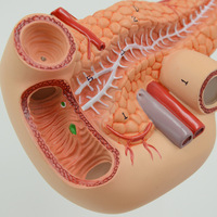 Modèle Anatomique Médical Populaire en PVC : Pancreas, Rate et Duodénum Humains, Modèle Anatomique du Foie Humain, Certifié CE/ISO
