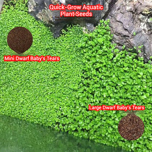 Vente en gros de graines de plantes aquatiques à haut taux de germination et à faible entretien pour aquariums multifonctionnels - Product Image 5