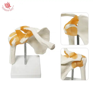 Modelo de <span class=keywords><strong>Esqueleto</strong></span> <span class=keywords><strong>Humano</strong></span> FRT026, Modelo de Articulación del <span class=keywords><strong>Hombro</strong></span> con Ligamento, Ciencia Médica, Anatomía del <span class=keywords><strong>Hombro</strong></span>, Material Didáctico - Product Image 6