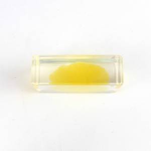 Especímenes incrustados de esponja de Biología Marina educativa - Product Image 3