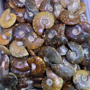 Vente en gros de pierre précieuse naturelle fossilisée d'ammonite fossile de conque <span class=keywords><strong>Nautilus</strong></span> pour la décoration de la maison spécimen minéral de fossiles d'escargot - Product Image 4