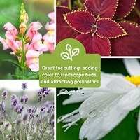 Grande collection de semences non-OGM de plantes anciennes, 10 sachets, Coleus, Carnation, Marguerite, Calendula, Lys de cheval, Zinnia, pour plantation en pot