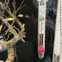 Hochwertiges, umweltfreundliches, wasserdichtes kleines schwimmendes Poolthermometer aus Glas mit gut lesbarem Temperaturanzeiger, verpackt