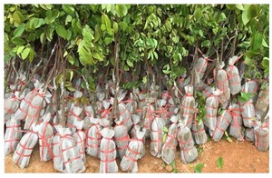Bolsas <span class=keywords><strong>blancas</strong></span> para cultivo de plántulas, bolsas para plántulas, contenedores de vivero de plantas biodegradables para granja agrícola de jardín - Product Image 6