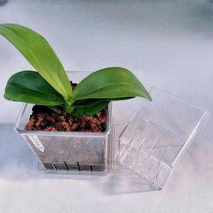 Pot spécial Phalaenopsis P141 pour usage domestique, <span class=keywords><strong>bassin</strong></span> carré transparent, pot <span class=keywords><strong>de</strong></span> plantation en plastique haute transparence - Product Image 5