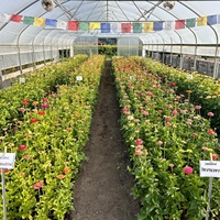 Agriculture/Ferme/Multi-Span/Single-Span/Tunnel Film plastique Maison verte/Serre pour légumes/fleurs/tomates/jardin